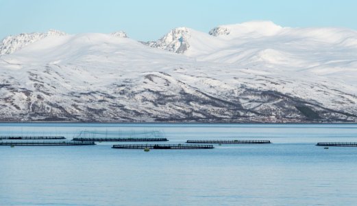 – Uten vaksinene hadde norsk fiskeoppdrett sett helt annerledes ut