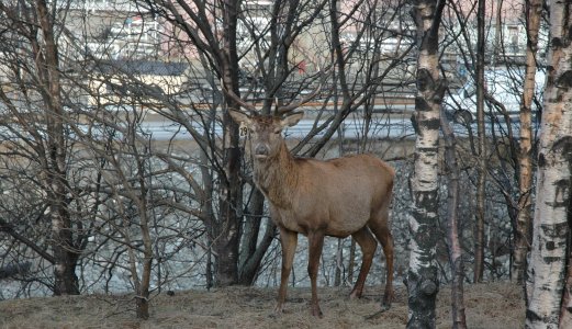 Nytt tilfelle av skrantesjuke hos hjort