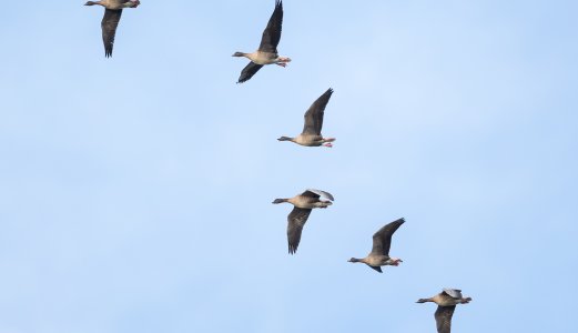 Verdens trekkfugldag: Derfor overvåker Veterinærinstituttet sykdom hos villfugl