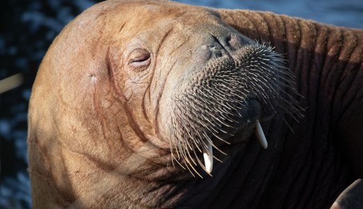 Skjelettet til Freya overføres til Naturhistorisk museum