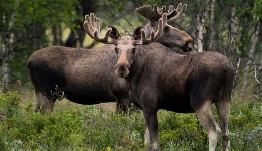 Skrantesjuke påvist hos en elgku i Notodden