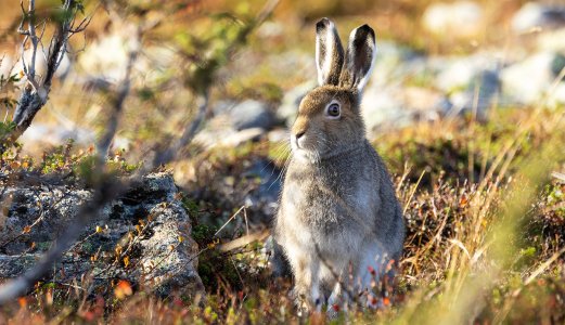 Podcast: Harepest - pass på hunden din på jakt