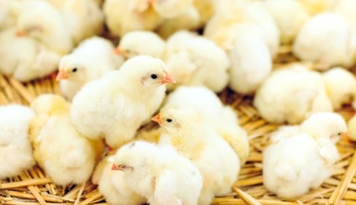 Positiv europeisk trend betyr ikke at kampen mot antibiotikaresistens kan trappes ned