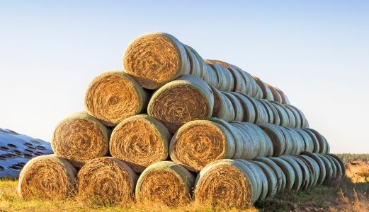 Fraråder import av grovfôr fra land med afrikansk svinepest