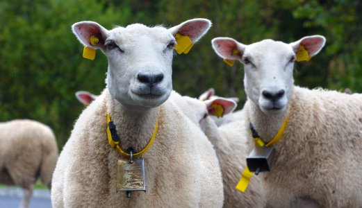 Slik jobber Veterinærinstituttet med å kartlegge sauesykdommen Mædi
