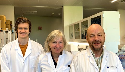 Pasteurella blir til Phocoenobacter