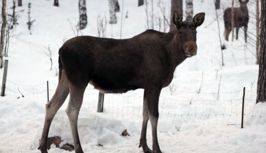 Nytt tilfelle av skrantesjuke på elg