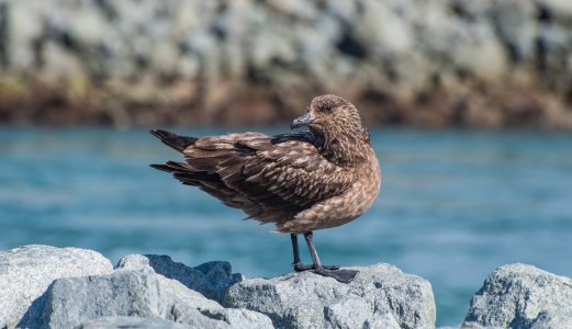 Fugleinfluensa påvist hjå storjo på Svalbard