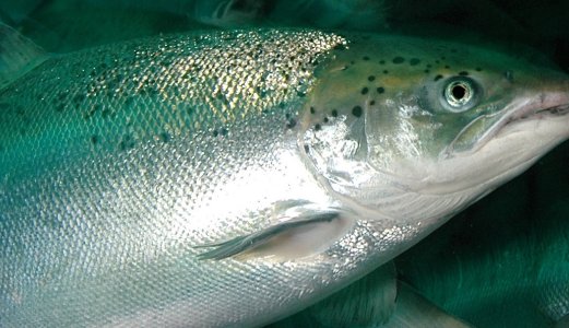 Skjult kamera og big data skal fortelle hvordan fisk i RAS-anlegg trives