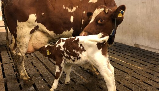 SmartCalfCare skal bidra til bedre dyrevelferd for ku og kalv