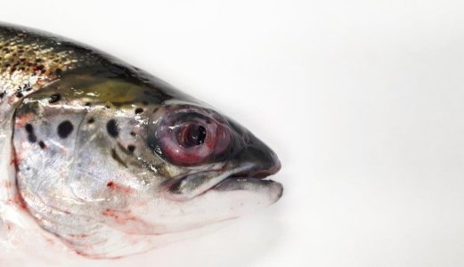 Fiskepatogene Pasteurella i Norge