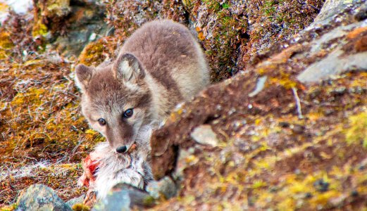 En skummel parasitt fortsatt utbredt over hele Svalbard