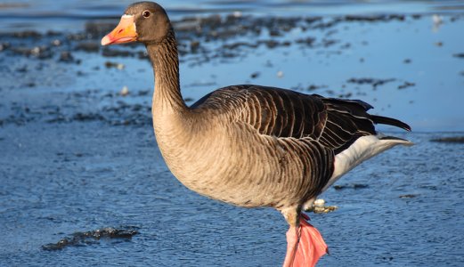 Status og vurdering per 10.11 2020:  Lav risiko for introduksjon av fugleinfluensa H5N8 til Norge