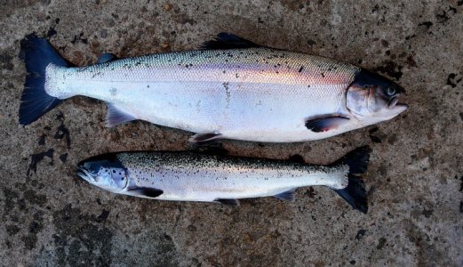 Både gode og dårlige nyheter for norsk oppdrettet laksefisk i 2024
