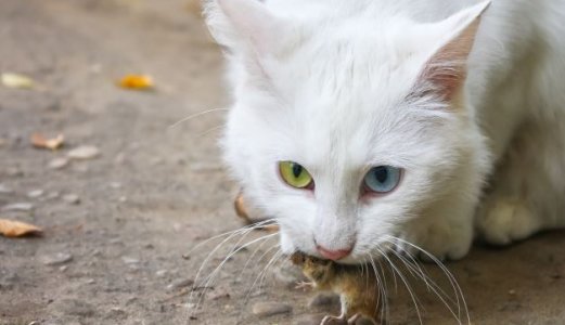 Musemiddelet alfakloralose fører til utbredt forgiftning blant katter og hunder