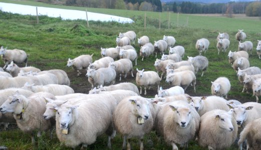 Norsk dyrehelse stadig i verdenstoppen
