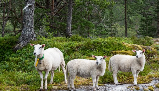 Norge har fått fristatus for brucellose hos småfe