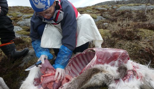 Sykdom blant tamrein i Nordland
