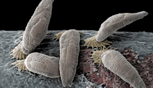 Ny påvisning av Gyrodactylus salaris på laks i Driva-regionen