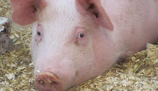 Dyreassosiert MRSA påvist i prøver fra svin