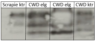 Elg med CWD, resistent prion protein ved western blot.PNG