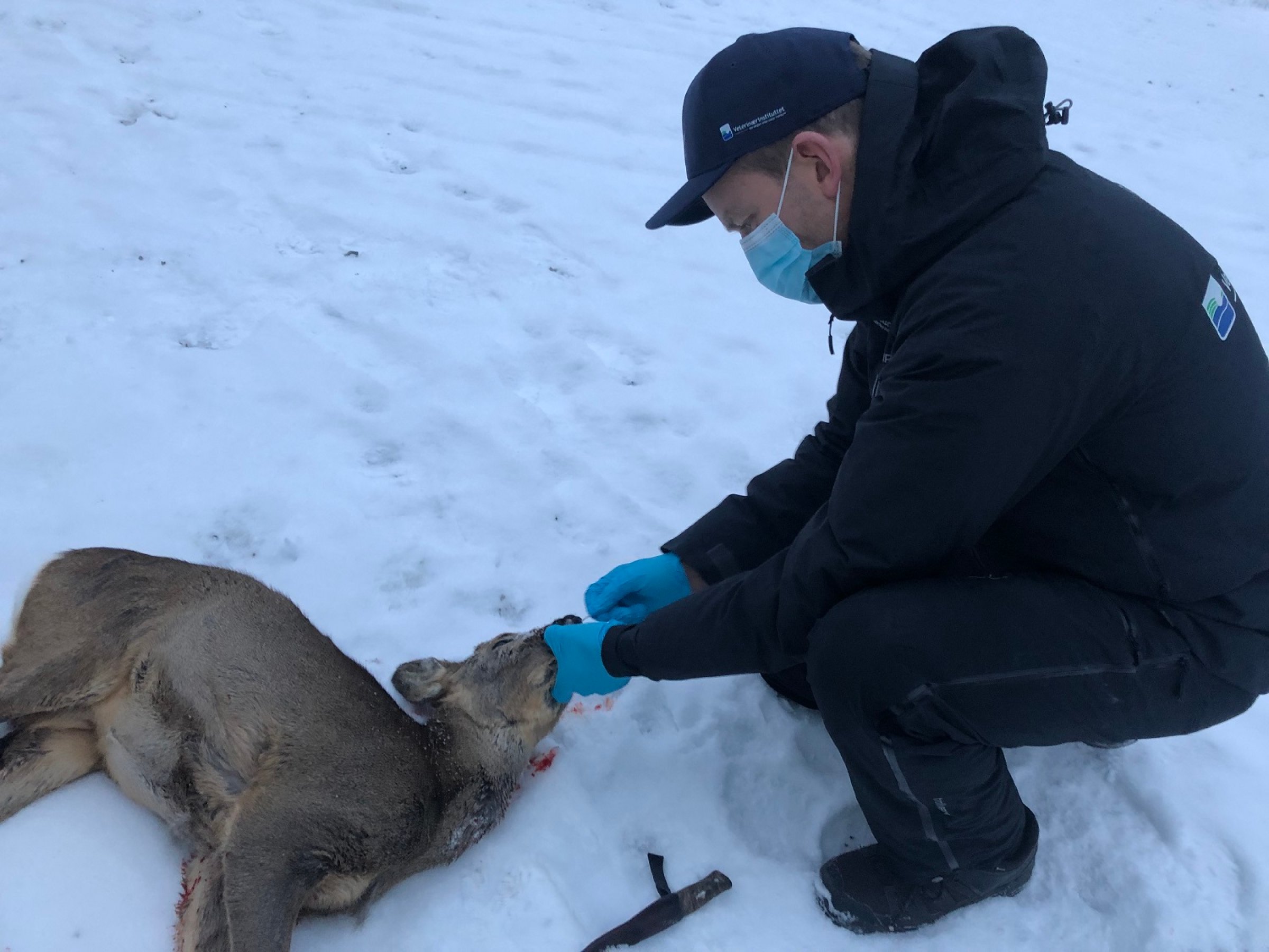 Prøvetakingen for SARS-CoV-2 av rådyr i Maridalen. Foto: Jon Hagen, Bymiljøetaten i Oslo