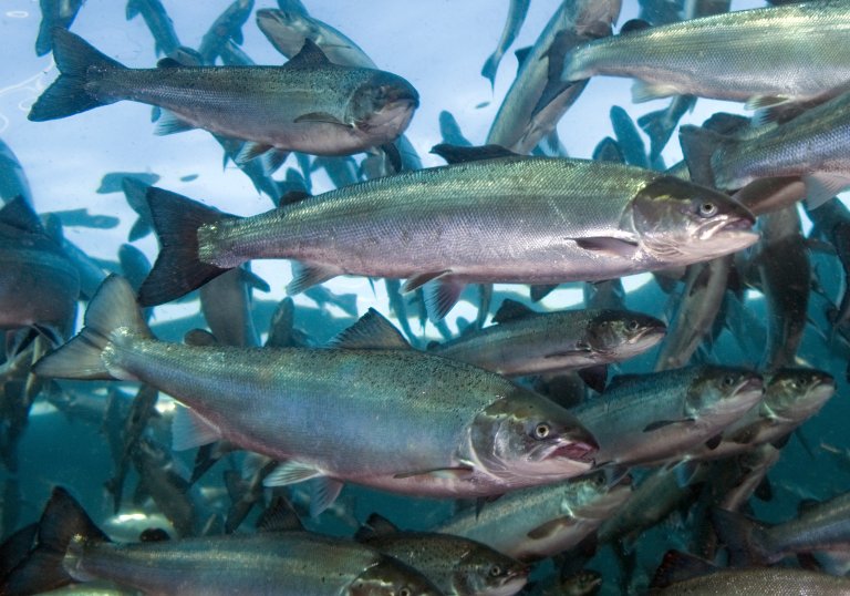 Merd i oppdrettsanlegg.