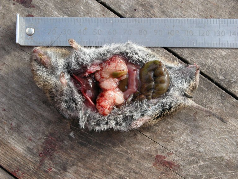 Østmarkmus med levercyster forårsaket av parasitten Echinococcus multilocularis. Foto: Nigel Yoccoz