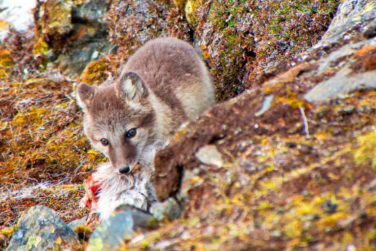 Fjellrev på Svalbard. Foto: Colourbox