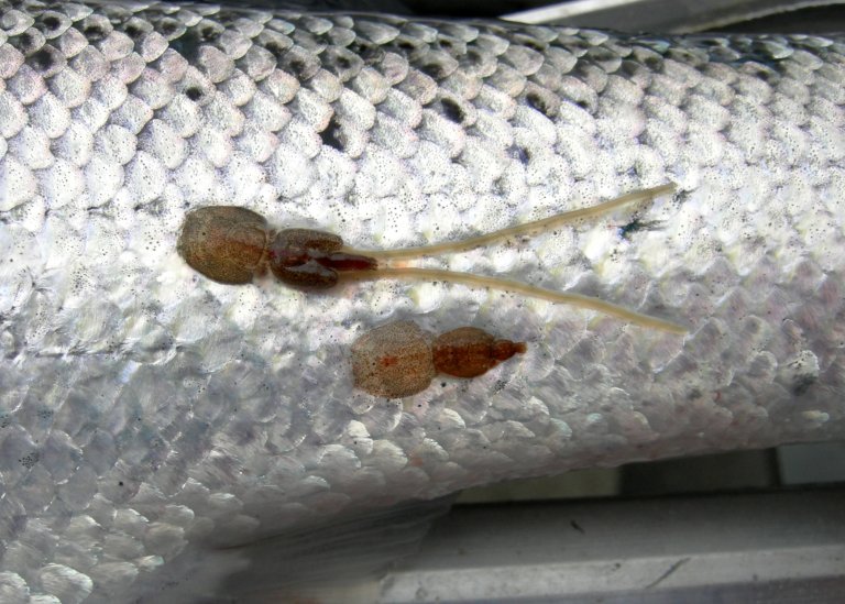 Forstørret bilde av to brune lakselus som sitter på siden av en laks. Foto: Trygve Poppe