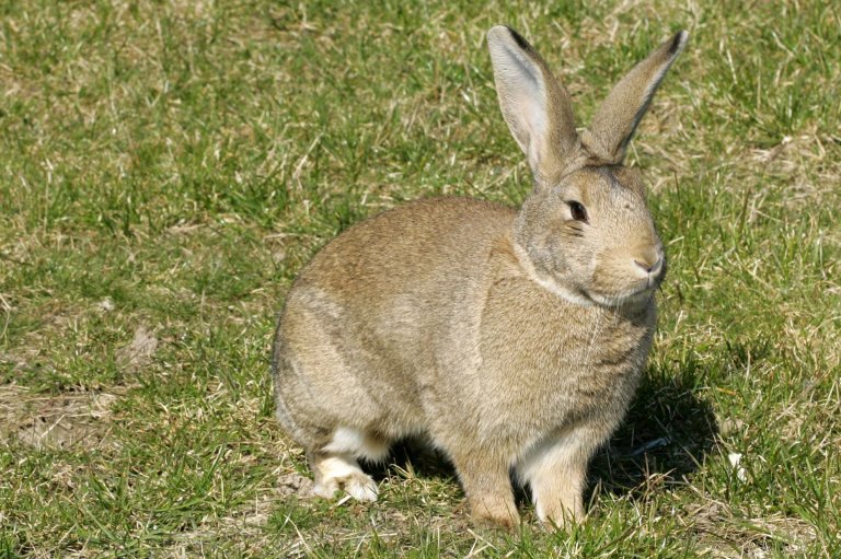 RHD er ein akutt, svært smittsam virusinfeksjon som gir alvorlege leverskadar hos kaninar. Foto: Colourbox