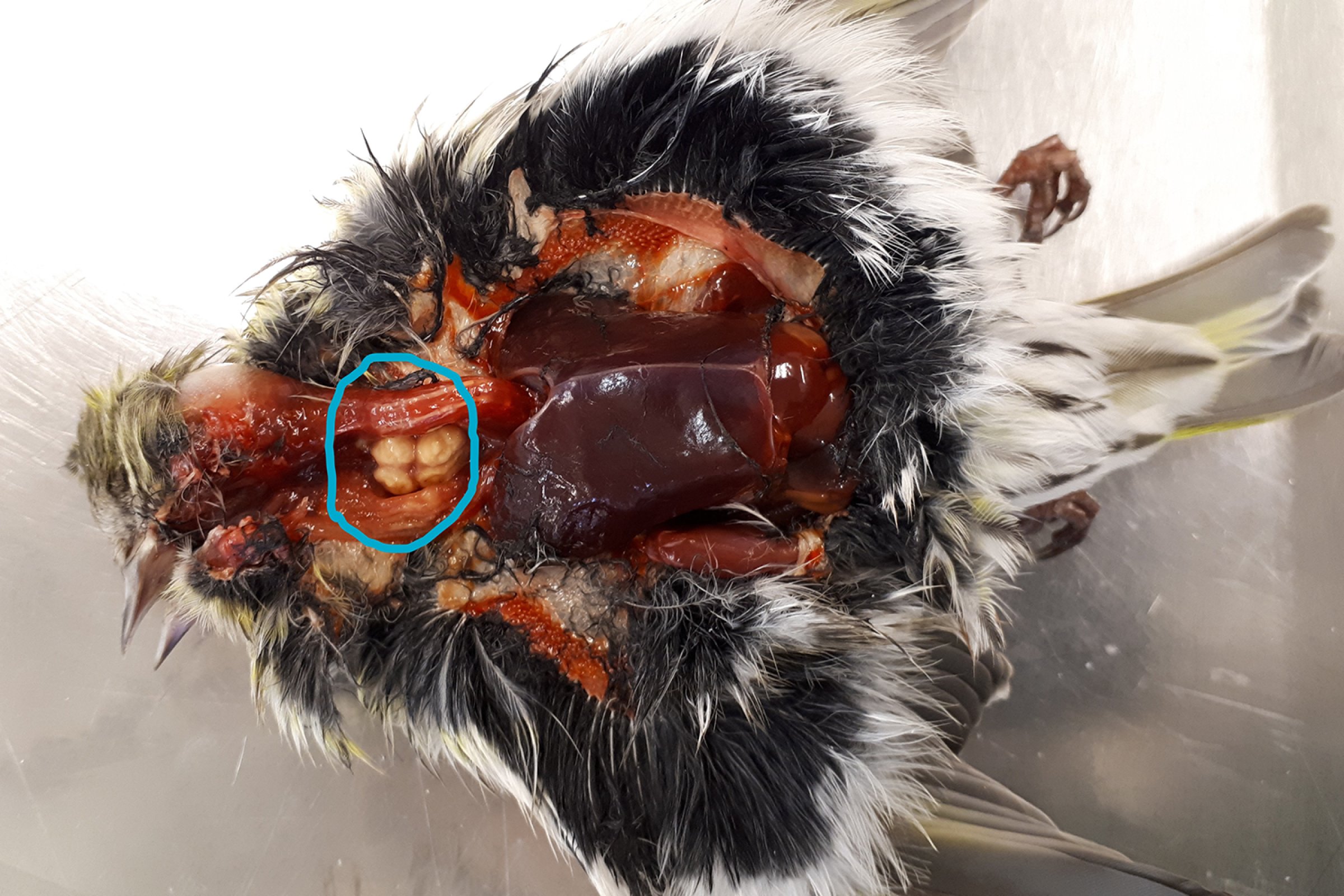 Grønn sisik på obduksjonsbordet. Bildet viser gule betennelsesprosessar i spiserøyret – ( markert området med blå ring) foto: Turid Vikøren, Veterinærinstituttet