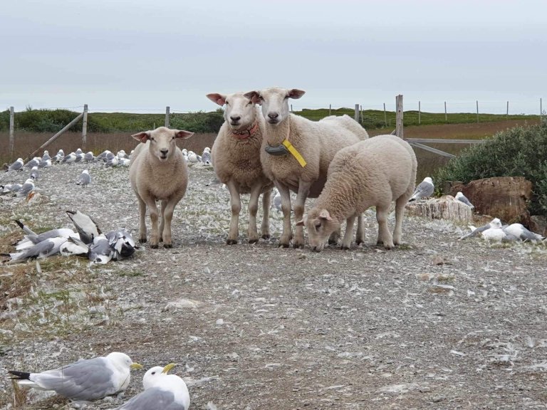 Disse sauene beitet blant døde og syke krykkjer under utbruddet av fugleinfluensa i Finnmark sommeren 2023. Foto: Grim Rømo, Veterinærinstituttet