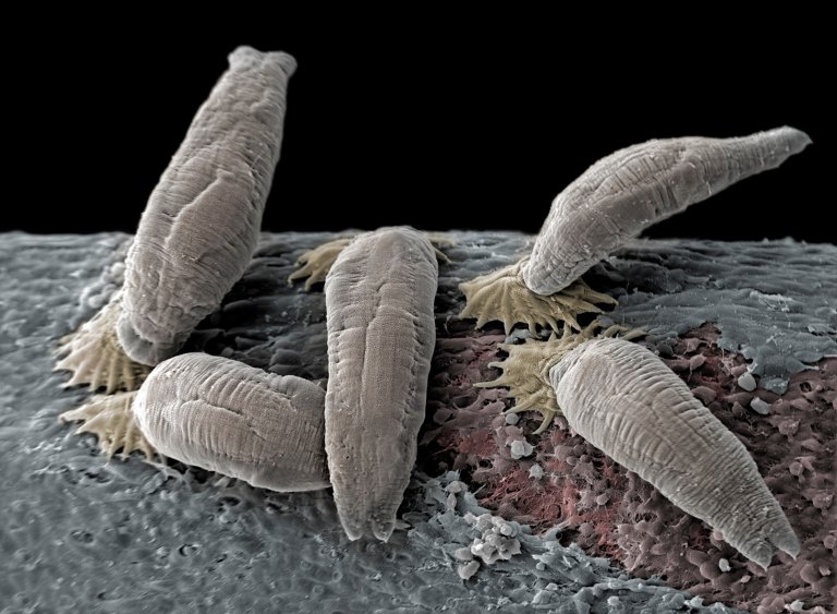 Parasitten Gyrodactylus salaris sett gjennom elekronmikroskop. Foto og fargelegging: Jannicke Wiik-Nielsen, Veterinærinstituttet