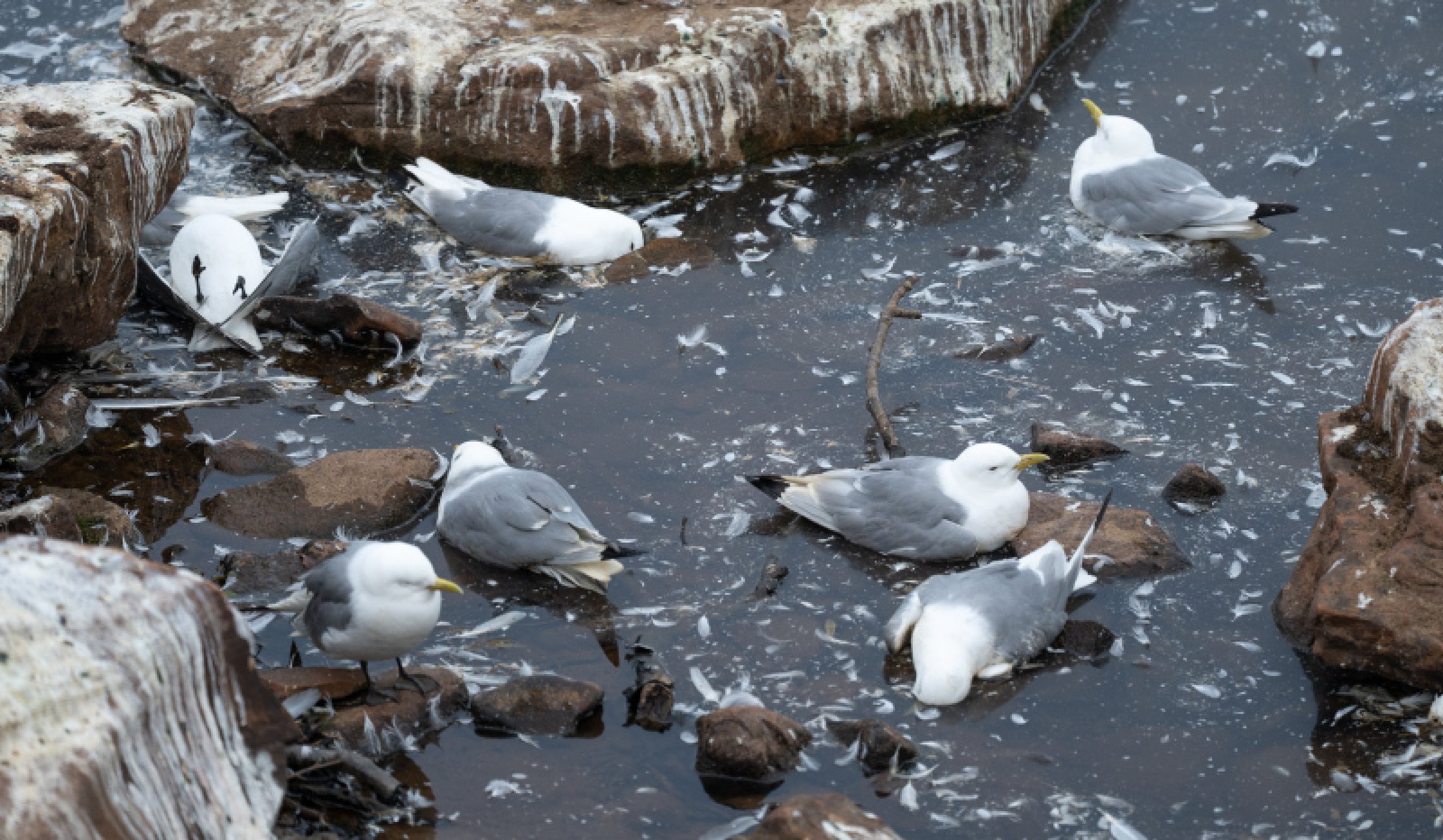 I sommer var det et fugleinfluensautbrudd i Nord-Norge som vi ikke har sett maken til før her til lands. Utbruddet rammet den allerede sårbare krykkjebestanden kraftig. Foto: Jan Harald Tomassen, Statsforvalteren i Troms og Finnmark
