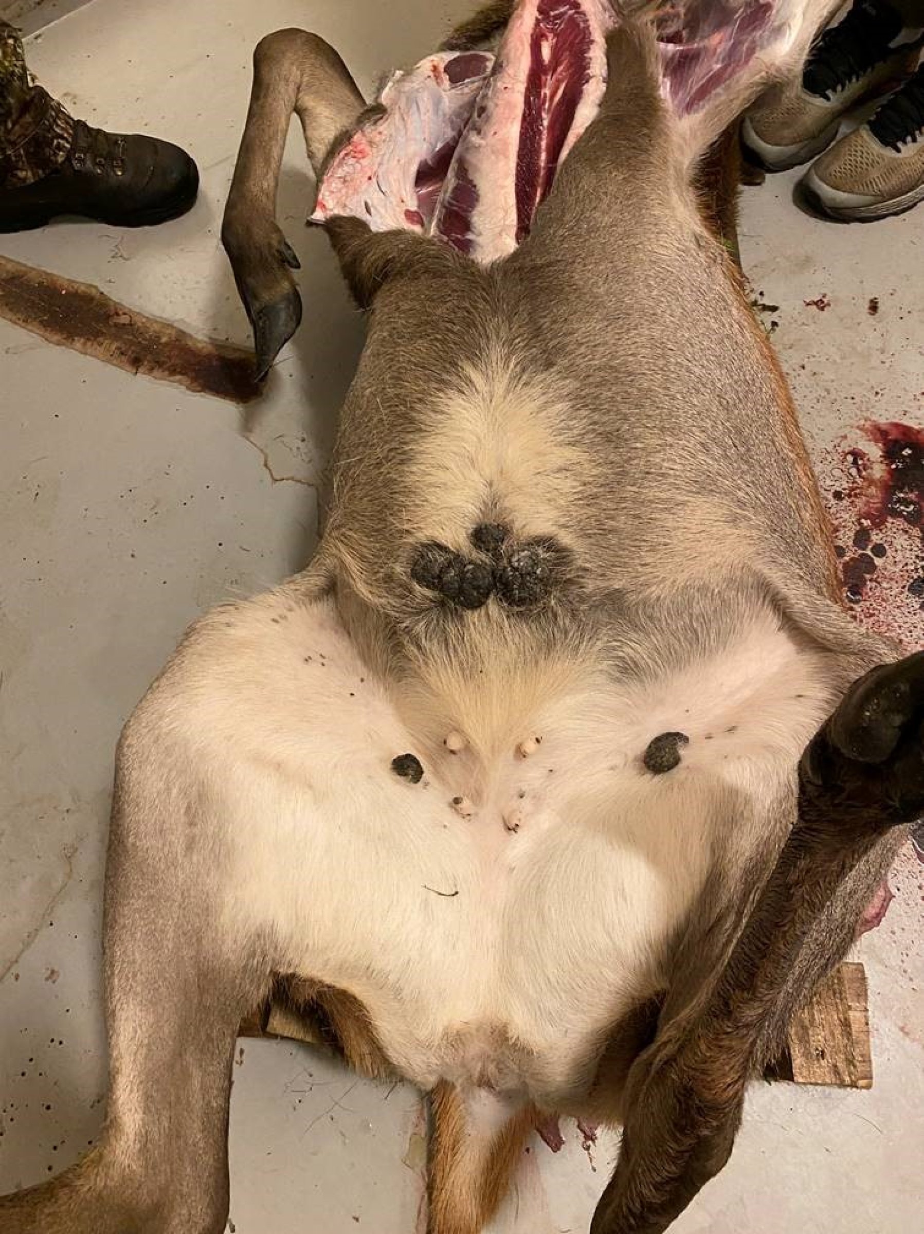 Hudvorter hjå ei hjortekolle felt oktober 2021. Vortene er lokalisert til lysken og buken. Foto: Jan Vidar Kannelønning