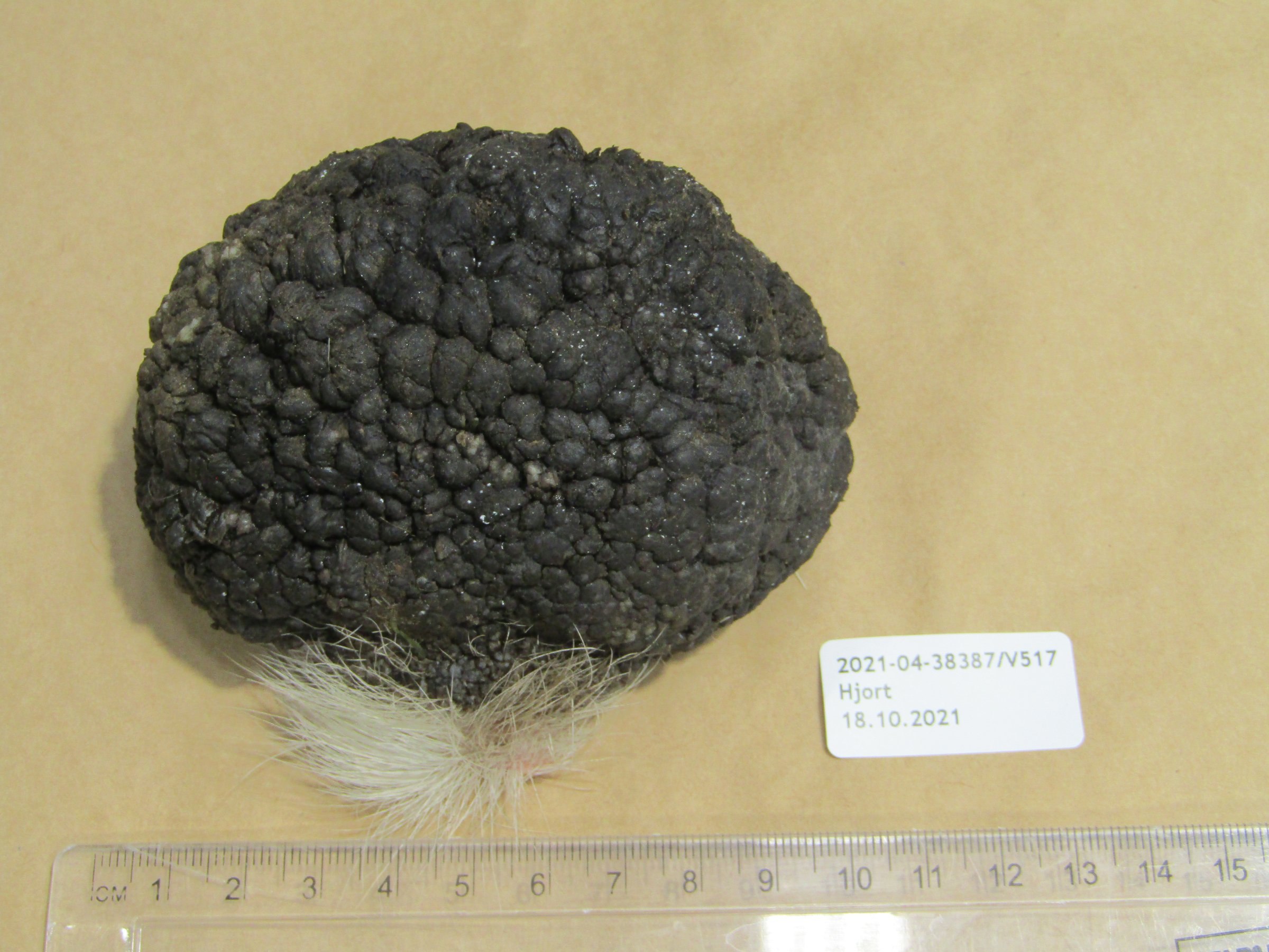 Hudvorte hjå ein hjortebukk felt oktober 2021. Denne vorta sat i huda på innsida av det eine låret.  Foto: Jon Hagelin, Veterinærinstituttet