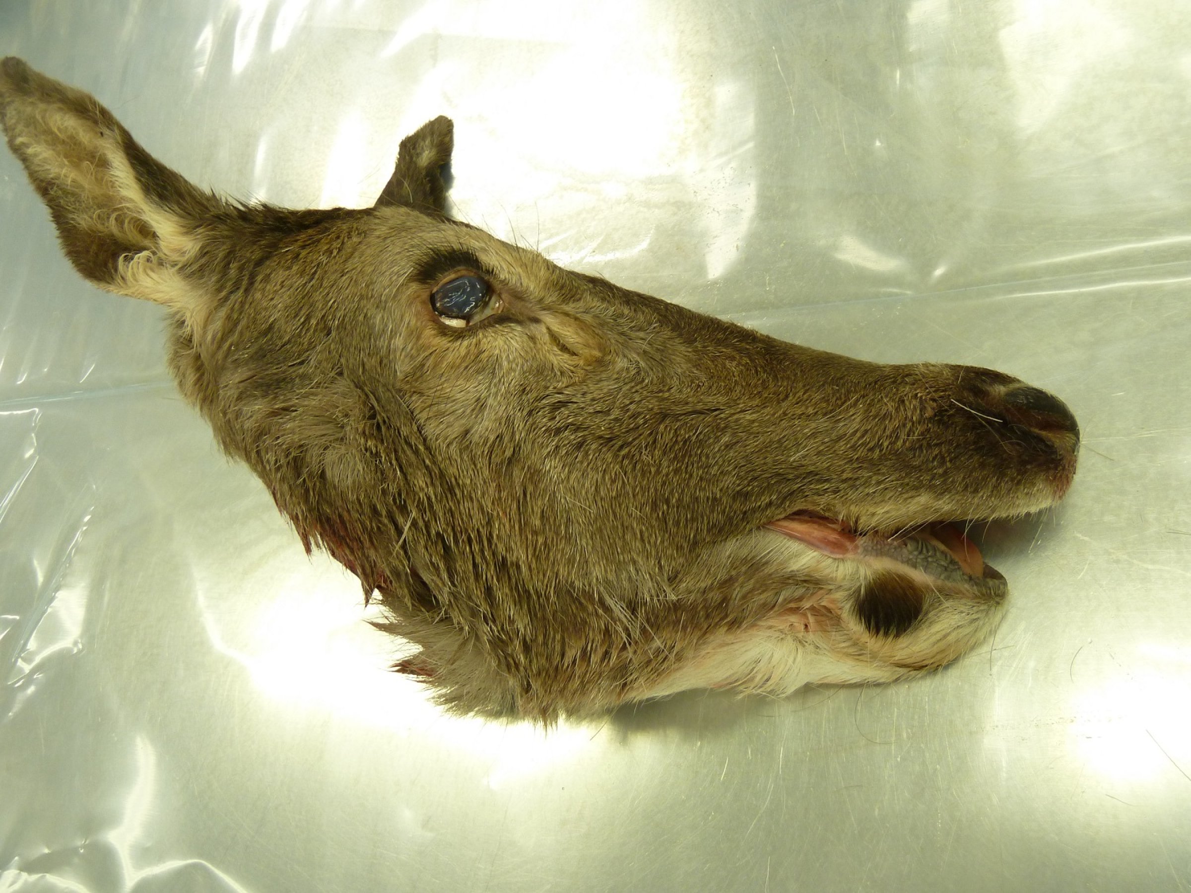 Hjorten som hadde elg-type av CWD. 
Foto: Marianne Heum, Veterinærinstituttet.