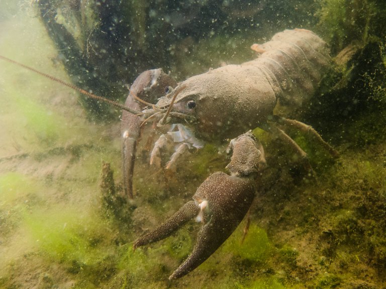 Signalkreps. Foto David Strand, Veterinærinstituttet