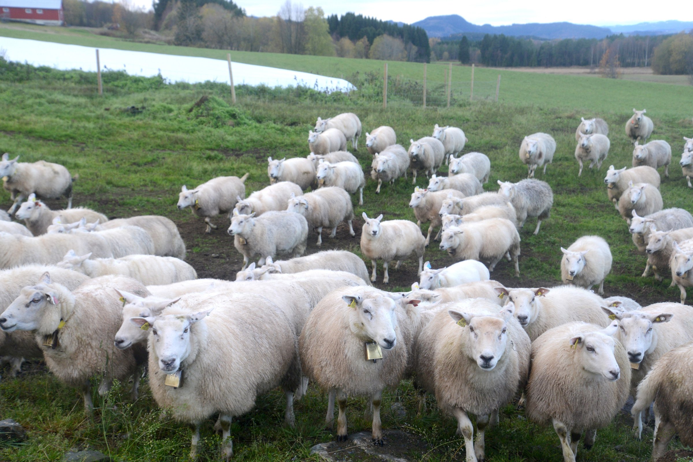 Sau i Trøndelag. Foto: Johan Åkerstedt
