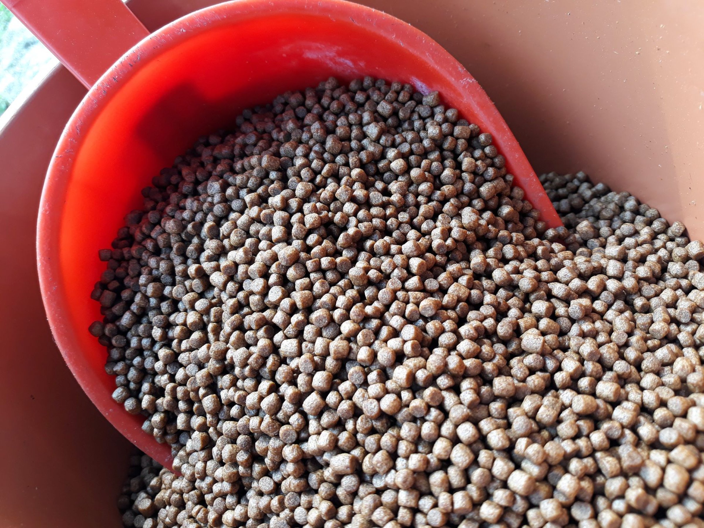 Gjennom sitt doktorgradsarbeid har forsker Evalyn Mwihia dokumentert forekomsten av muggsoppgifter i fiskefôr i Kenya. Illustrasjonsfoto: Shutterstock