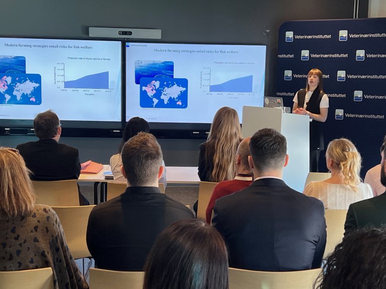 I sin doktorgradsavhandling undersøkte Thomais Tsoulia evnen til røde blodceller (RBC) hos laks til å reagere på virus og stresshormoner ved å endre sitt genuttrykk. Foto: Bryndis Holm