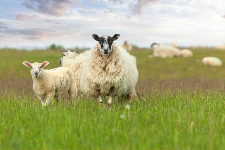 For første gang er høypatogen fugleinfluensa påvist hos sau, og hos drøvtyggere i Europa. Illustrasjonsbilde av en sau i Storbritannia: Shutterstock
