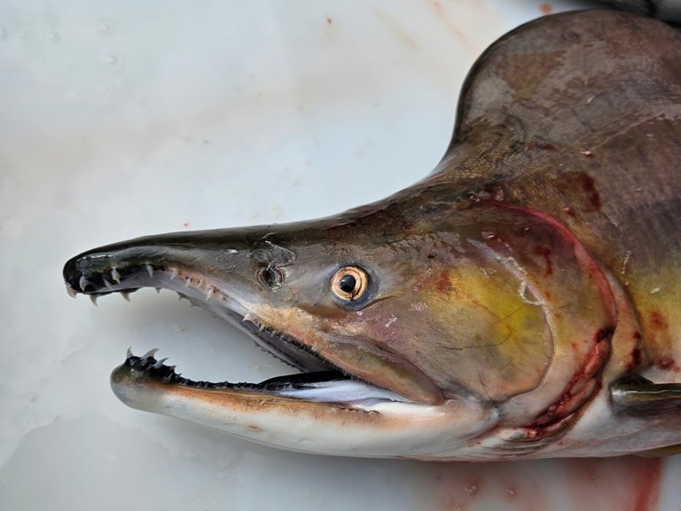 Pukkellaks fanget i Tanaelva 2023 Foto: Roar Sandodden, Veterinærinstituttet