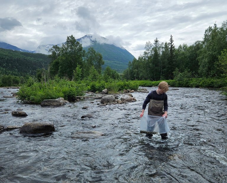 Utsetting av lakseyngel elvedelta ovenfor Ømmervatnet