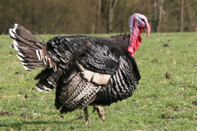 Kalkun - COLOURBOX2616529_1000px.jpg