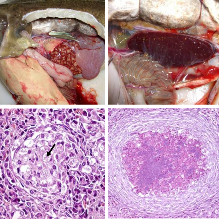 FHR 2024 Fig 11.2 Francicellose torsk_panel_Mona Gjessing2.png