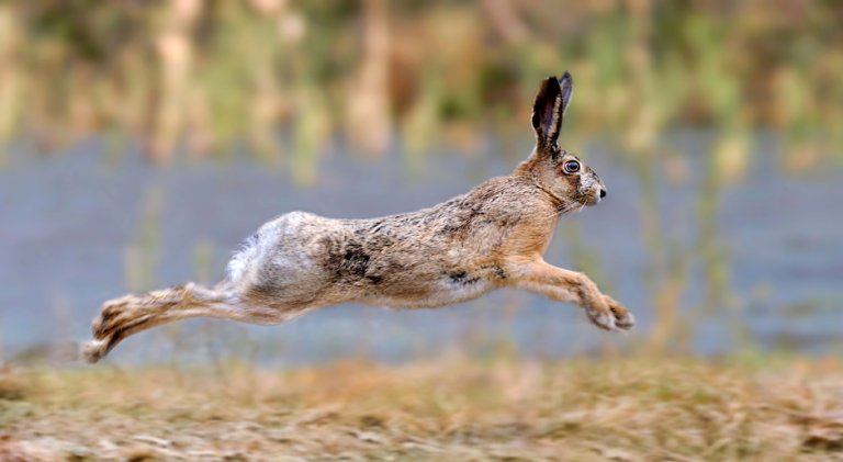 Hare. Foto: Colourbox