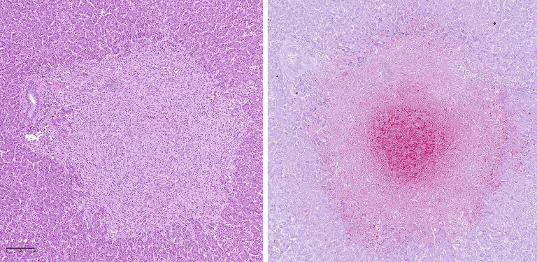 FHR 2024 Figur 7.7.2 Hist lever pisci HE_IHK_Anne Berit Olsen.jpg