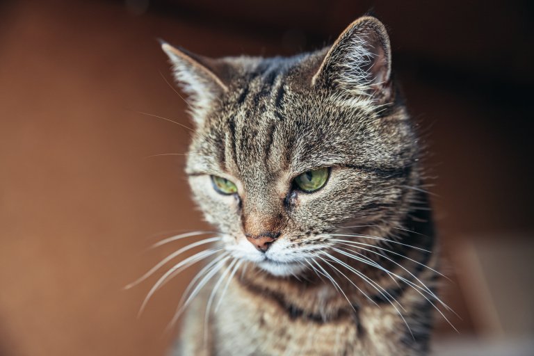 Brun katt. Foto: Colourbox